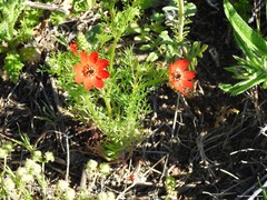 Adonis microcarpa