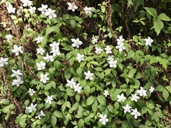 Anemonastrum deltoideum