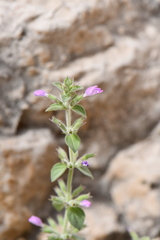 Hedeoma nana