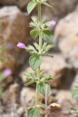 Hedeoma nana
