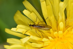 Empis trigramma