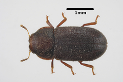 Cis rugulosus
