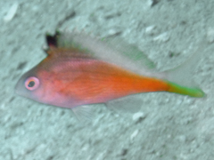 Cyprinocirrhites polyactis