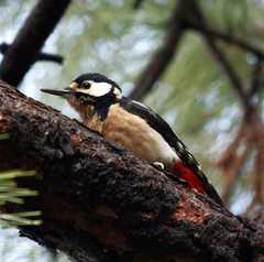 Dendrocopos major canariensis