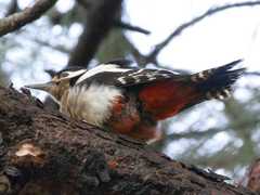 Dendrocopos major canariensis