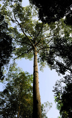 Dipterocarpus zeylanicus