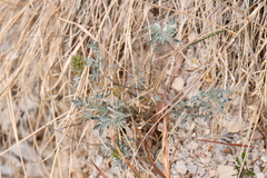 Dalea wrightii