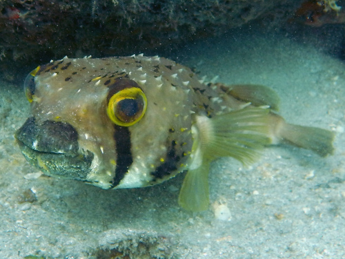 Lophodiodon calori