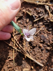 Calochortus minimus