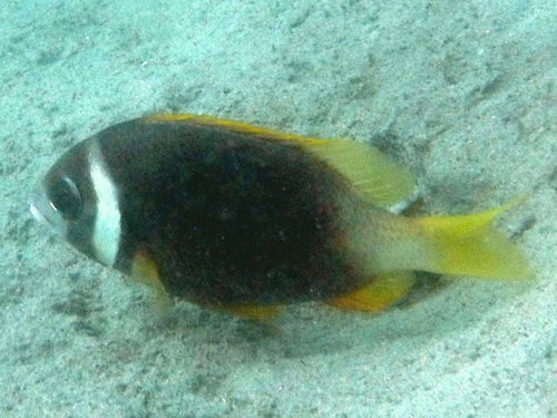 Scolopsis curite