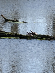 Chrysemys picta marginata