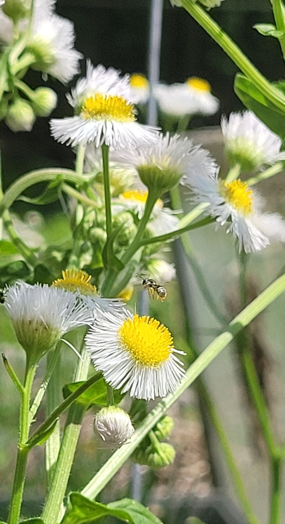 Halictini from Yazoo City, MS 39194, USA on April 15, 2022 at 0239 PM