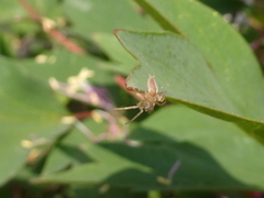 Clubiona