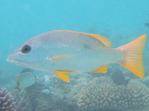 Onespot Snapper