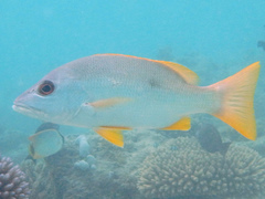 Lutjanus monostigma