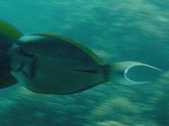 Acanthurus nigricauda