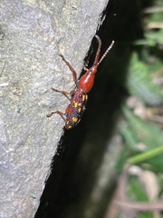 Baryrhynchus poweri