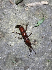 Baryrhynchus poweri