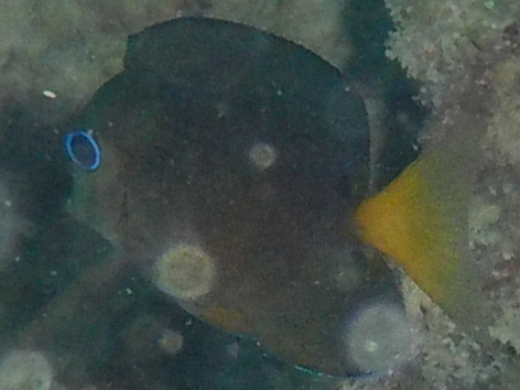 Twospot surgeonfish