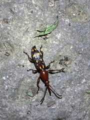 Baryrhynchus poweri