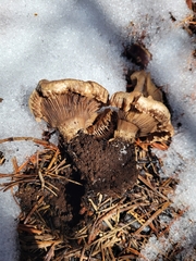 Cleistocybe vernalis
