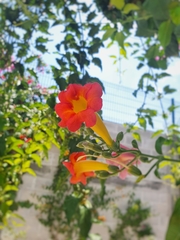 Amphilophium buccinatorium