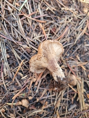 Cleistocybe vernalis