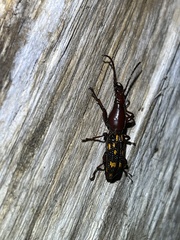 Baryrhynchus poweri