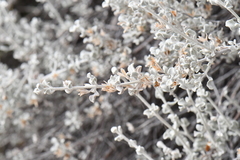 Leucophyllum candidum