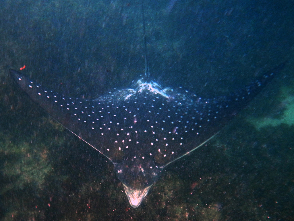 Ocellated Eagle Ray