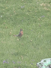 Turdus migratorius
