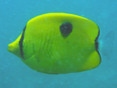 Chaetodon interruptus