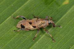 Rhodobaenus nigrosignatus