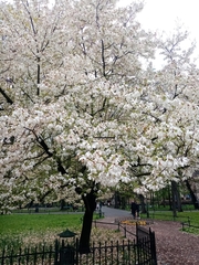 Magnolia × soulangeana