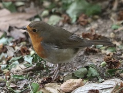 Erithacus rubecula
