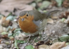 Erithacus rubecula