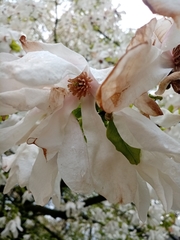 Magnolia × soulangeana