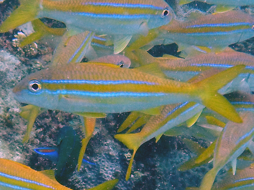 Mulloidichthys ayliffe