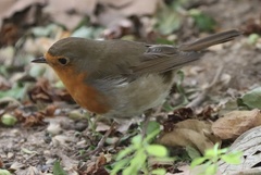 Erithacus rubecula