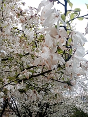 Magnolia × soulangeana
