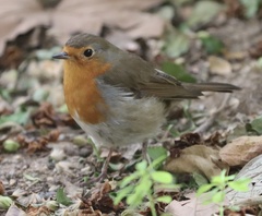 Erithacus rubecula