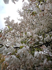 Magnolia × soulangeana