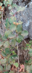 Berberis actinacantha