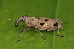 Rhodobaenus nigrosignatus