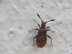 Strobilotoma typhaecornis