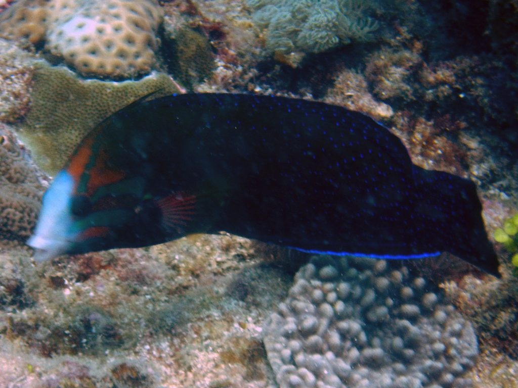 African Coris