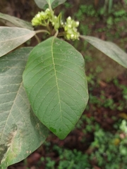 Sommera donnell-smithii