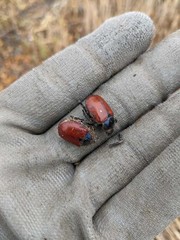Paracotalpa