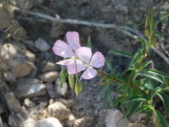 Clarkia dudleyana