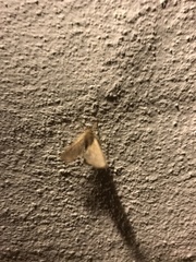Orthosia cerasi